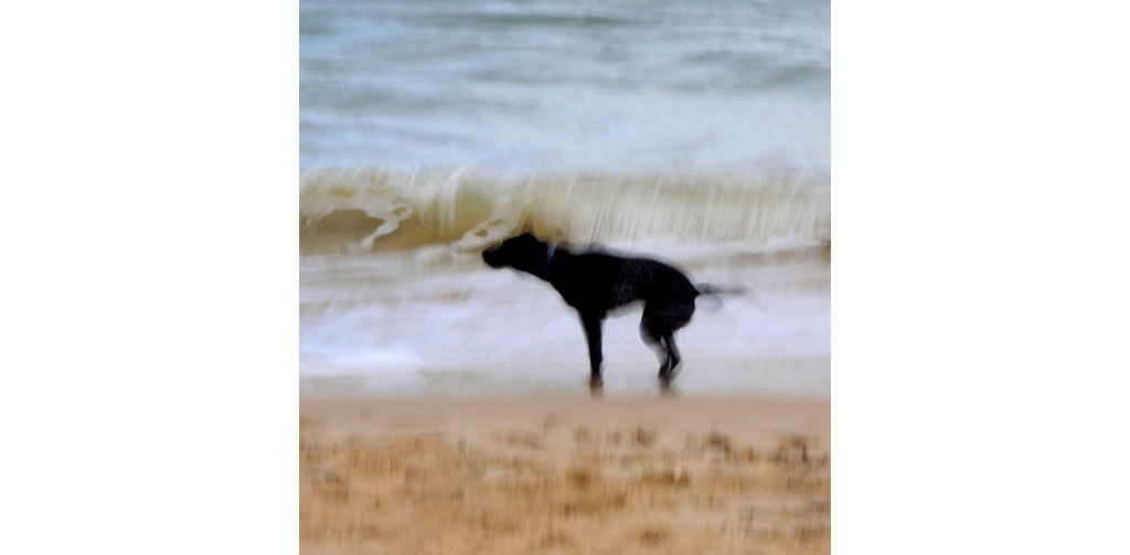 Fiona Grose image